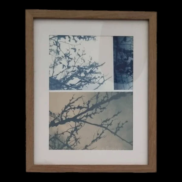 Cyanotype encadré