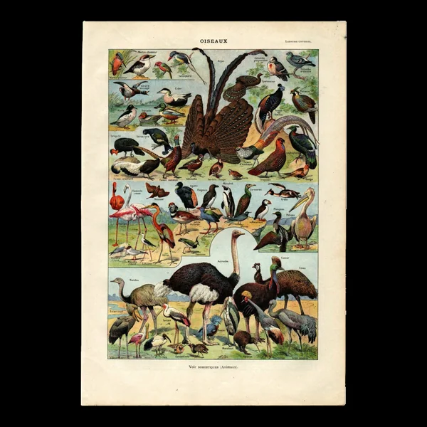 Gravure ancienne de 1923 - Oiseaux du monde II par A. Millot - Illustration