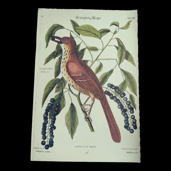 Illustration ancienne oiseau - Grive Rousse - Gravure zoologique de Seligmann & Catesby, 1973