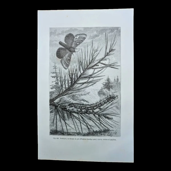 Imprimée en 1875, Gravure sur le Bombyx du pin
